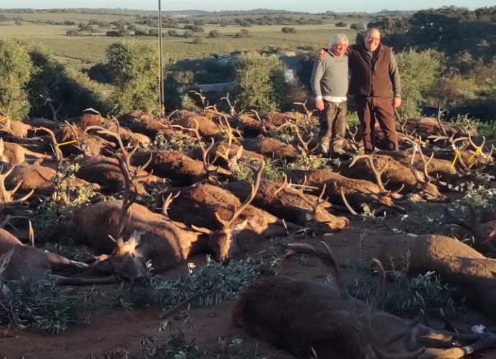 Resultado Montería Monte do Trigo 2026 Basic Hunt